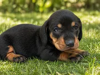 lana , a female Dachshund for sale in Poplar Bluff, MO – 7 of 8