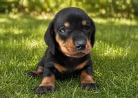 Raliegh , a female Dachshund for sale in Poplar Bluff, MO – 1 of 6