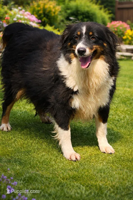 Jessie – Australian Shepherd puppy for sale in Poplar Bluff, MO