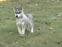 Roof, a male Pomsky for sale in Poplar Bluff, MO – Photo 7 of 10