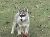 Roof, a male Pomsky for sale in Poplar Bluff, MO – Photo 5 of 10