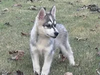 Roof, a male Pomsky for sale in Poplar Bluff, MO – Photo 2 of 10