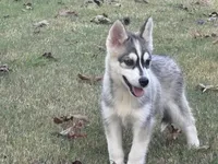 Roof, a male Pomsky for sale in Poplar Bluff, MO – Photo 4 of 10