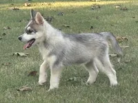 Roof, a male Pomsky for sale in Poplar Bluff, MO – Photo 3 of 10