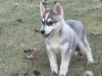 Roof, a male Pomsky for sale in Poplar Bluff, MO – Photo 8 of 10
