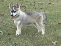 Roof, a male Pomsky for sale in Poplar Bluff, MO – Photo 9 of 10