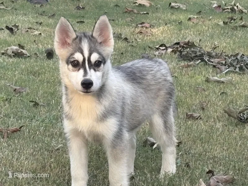 Roof, a male Pomsky for sale in Poplar Bluff, MO – Photo 1 of 10