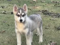 Roof, a male Pomsky for sale in Poplar Bluff, MO – Photo 1 of 10