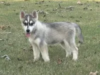 Roof, a male Pomsky for sale in Poplar Bluff, MO – Photo 10 of 10