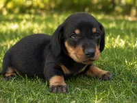 lana , a female Dachshund for sale in Poplar Bluff, MO – 3 of 8