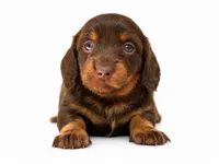 Jackly Doe , a female Dachshund for sale in Poplar Bluff, MO – 2 of 9