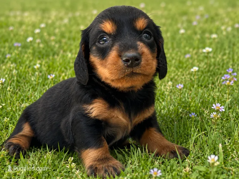 Larasane  – Dachshund puppy for sale in Poplar Bluff, MO