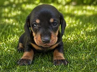 Raliegh , a female Dachshund for sale in Poplar Bluff, MO – 5 of 6