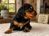 Larasane , a female Dachshund for sale in Poplar Bluff, MO – 10 of 10
