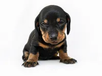 lana , a female Dachshund for sale in Poplar Bluff, MO – 4 of 8