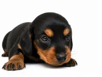 Larasane , a female Dachshund for sale in Poplar Bluff, MO – 3 of 10