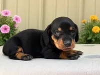 Raliegh , a female Dachshund for sale in Poplar Bluff, MO – 4 of 6