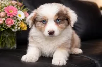 Lotus , a male Australian Shepherd for sale in Poplar Bluff, MO – Photo 3 of 10