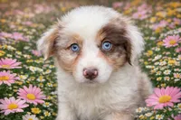 Lotus , a male Australian Shepherd for sale in Poplar Bluff, MO – Photo 8 of 10