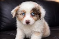 Lotus , a male Australian Shepherd for sale in Poplar Bluff, MO – Photo 1 of 10