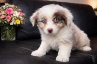 Lotus , a male Australian Shepherd for sale in Poplar Bluff, MO – Photo 5 of 10