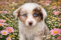 Lotus , a male Australian Shepherd for sale in Poplar Bluff, MO – Photo 10 of 10