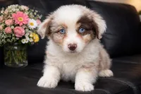Lotus , a male Australian Shepherd for sale in Poplar Bluff, MO – Photo 9 of 10