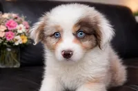 Lotus , a male Australian Shepherd for sale in Poplar Bluff, MO – Photo 4 of 10