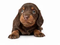 Jackly Doe , a female Dachshund for sale in Poplar Bluff, MO – 6 of 9