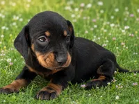 Santina , a female Dachshund for sale in Poplar Bluff, MO – 2 of 7