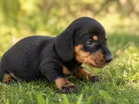 lana , a female Dachshund for sale in Poplar Bluff, MO – 8 of 8
