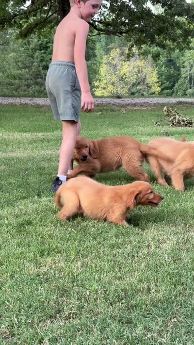 Peanut Butter, a female Goldendoodle for sale in Poplar Bluff, MO – 3 of 5