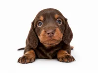 Jackly Doe , a female Dachshund for sale in Poplar Bluff, MO – 4 of 9