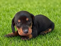 Larson, a male Dachshund for sale in Poplar Bluff, MO – 6 of 9