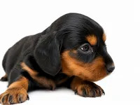 Larasane , a female Dachshund for sale in Poplar Bluff, MO – 7 of 10