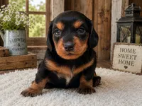 Larasane , a female Dachshund for sale in Poplar Bluff, MO – 9 of 10