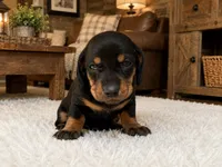 Larson, a male Dachshund for sale in Poplar Bluff, MO – 8 of 9