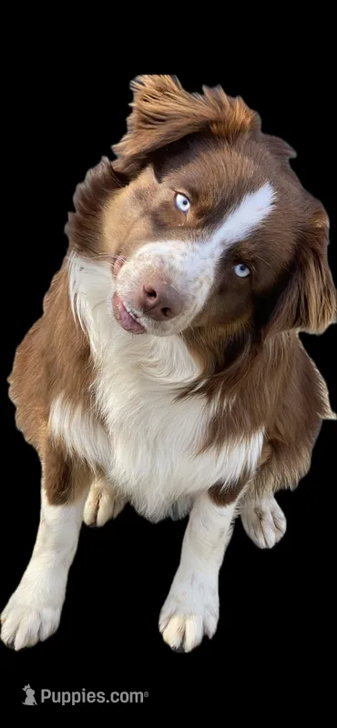 Kodak – Australian Shepherd puppy for sale in Poplar Bluff, MO