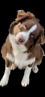 Kodak, a male Australian Shepherd for sale in Poplar Bluff, MO – 1 of 1