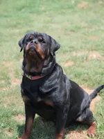 Valkrie, a female Rottweiler for sale in Palatka, FL – 3 of 3