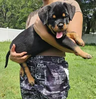 valkyrie, a female Rottweiler for sale in Palatka, FL – 3 of 5