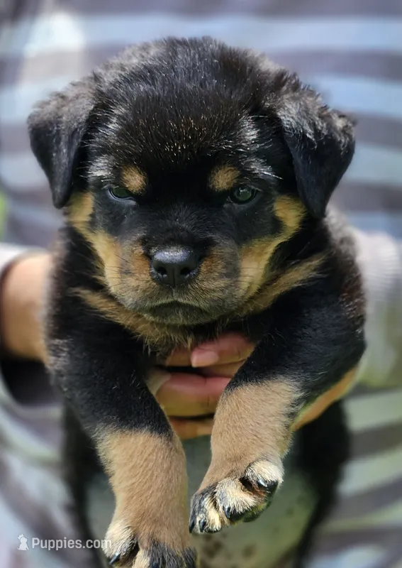 Valkrie – Rottweiler puppy for sale in Palatka, FL