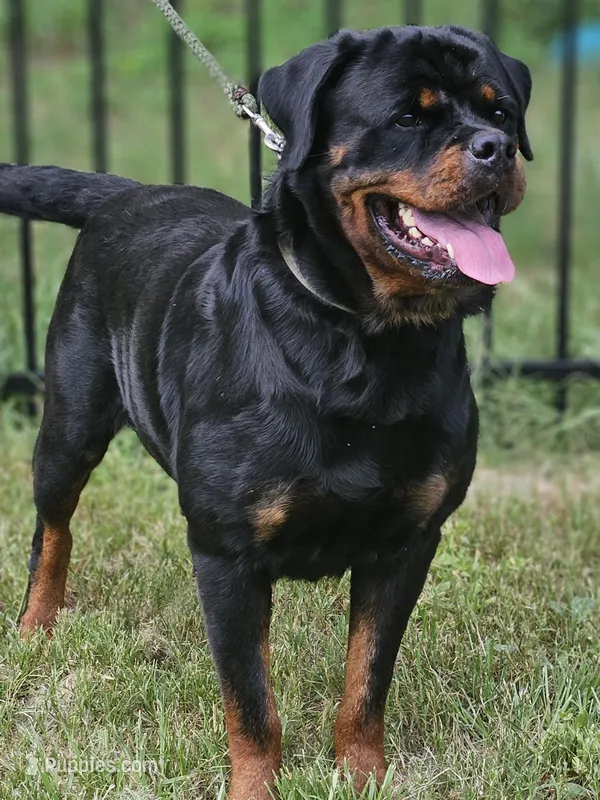 Due in Heat! – Rottweiler puppy for sale in Palatka, FL