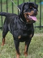Due in Heat!, a female Rottweiler for sale in Palatka, FL – 1 of 1