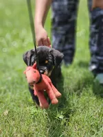 valkyrie, a female Rottweiler for sale in Palatka, FL – 2 of 5
