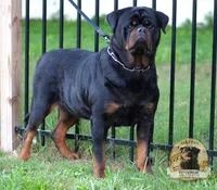 Valkrie, a female Rottweiler for sale in Palatka, FL – 2 of 3
