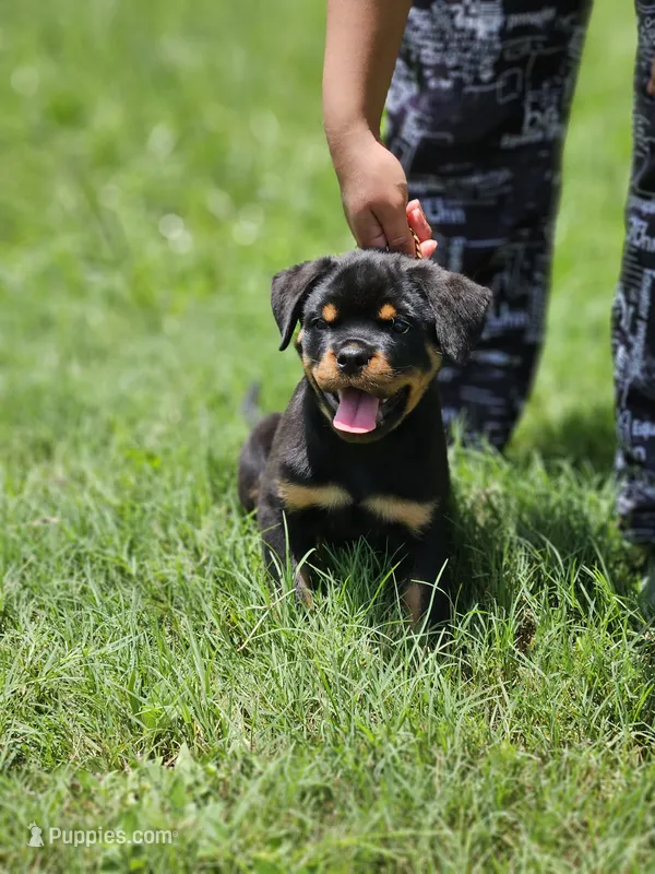 valkyrie – Rottweiler puppy for sale in Palatka, FL