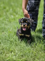 valkyrie, a female Rottweiler for sale in Palatka, FL – 1 of 5