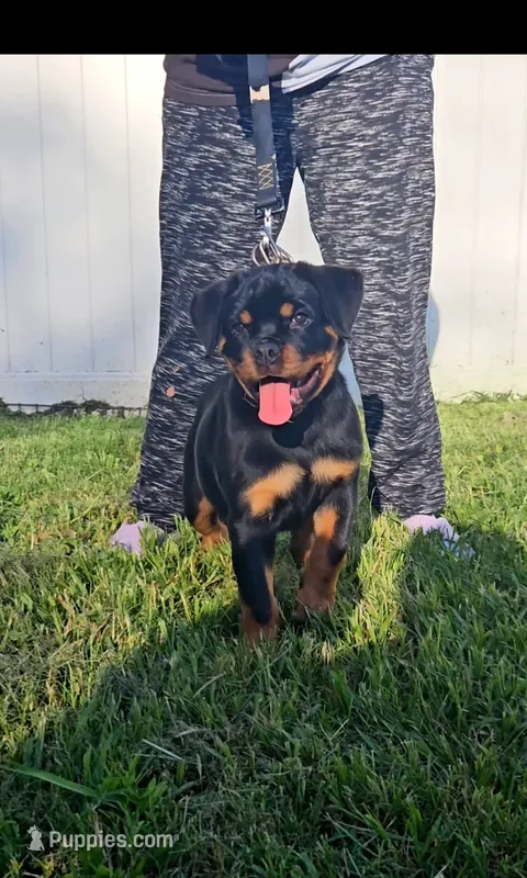 valkyrie – Rottweiler puppy for sale in Palatka, FL