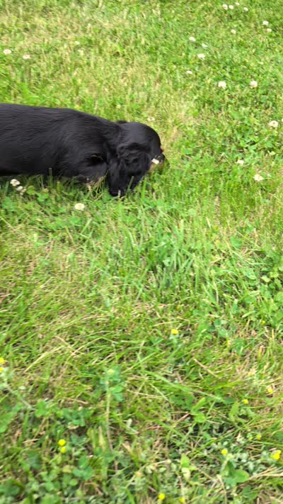 No name , a female Miniature Dachshund for sale in Round Lake, IL – 9 of 9